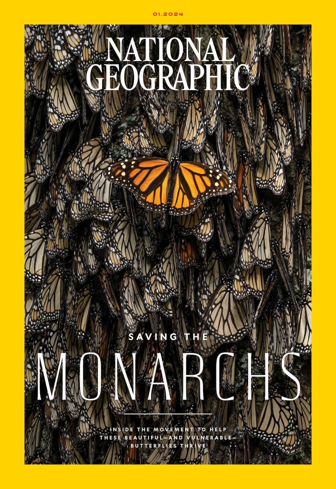 National Geographic "Saving the Monarchs"