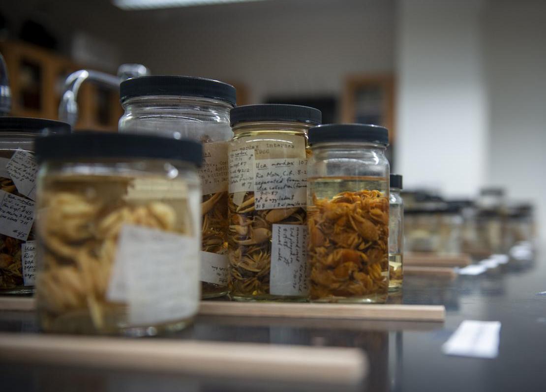 specimen jars of crabs
