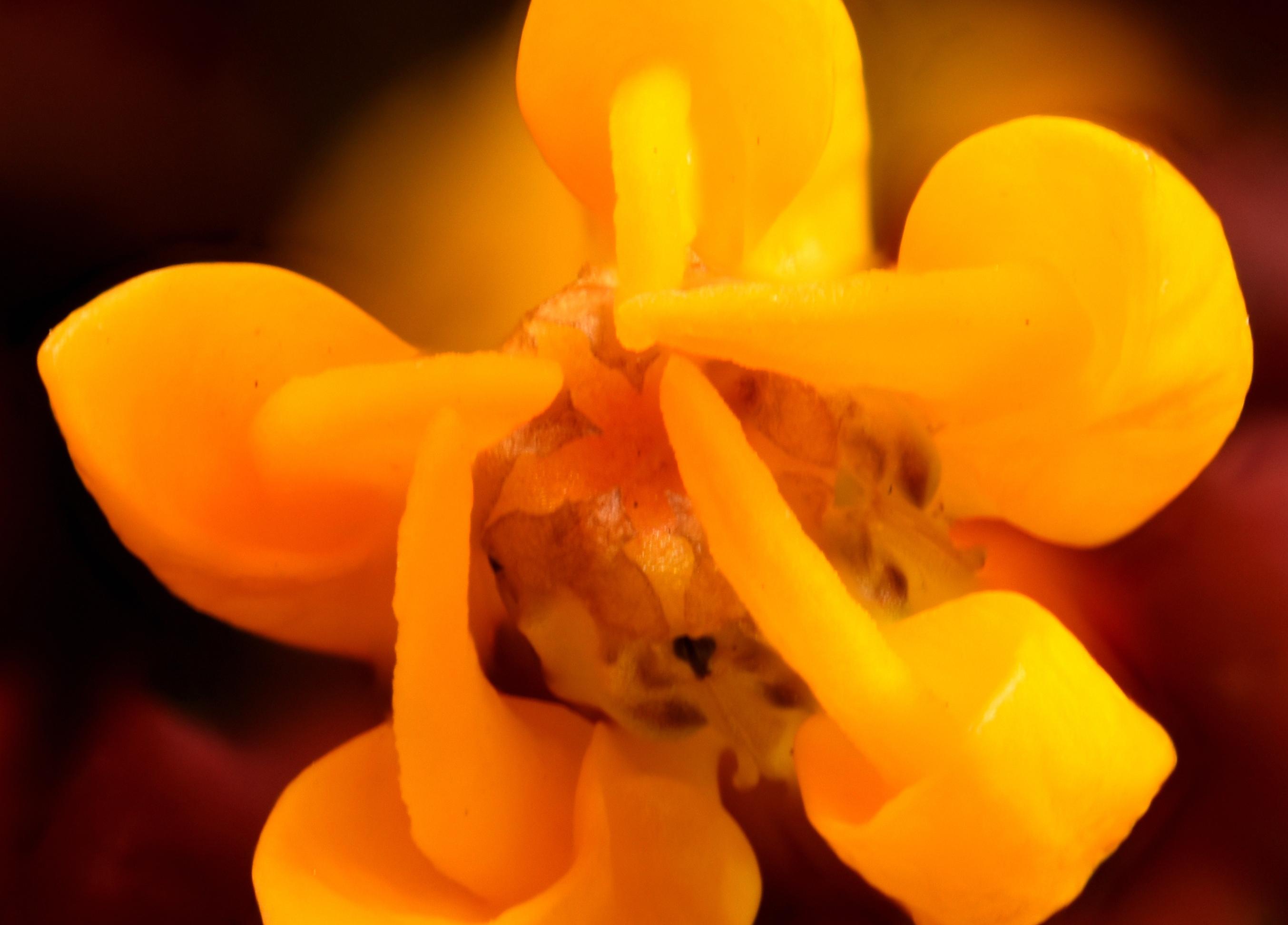 asclepias curassavica