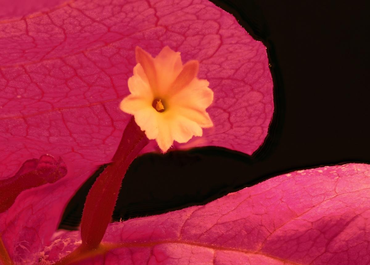 bougainvillea glabra