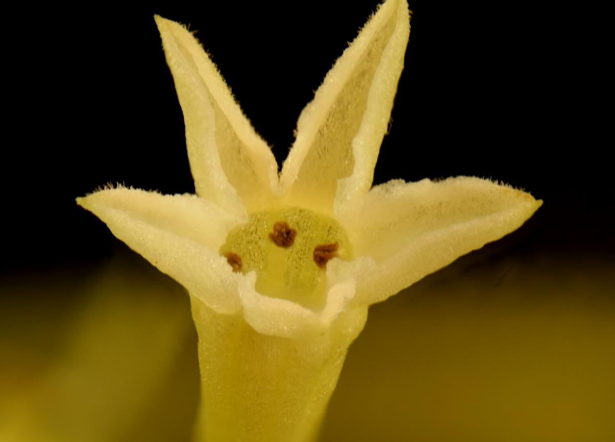 cestrum nocturnum