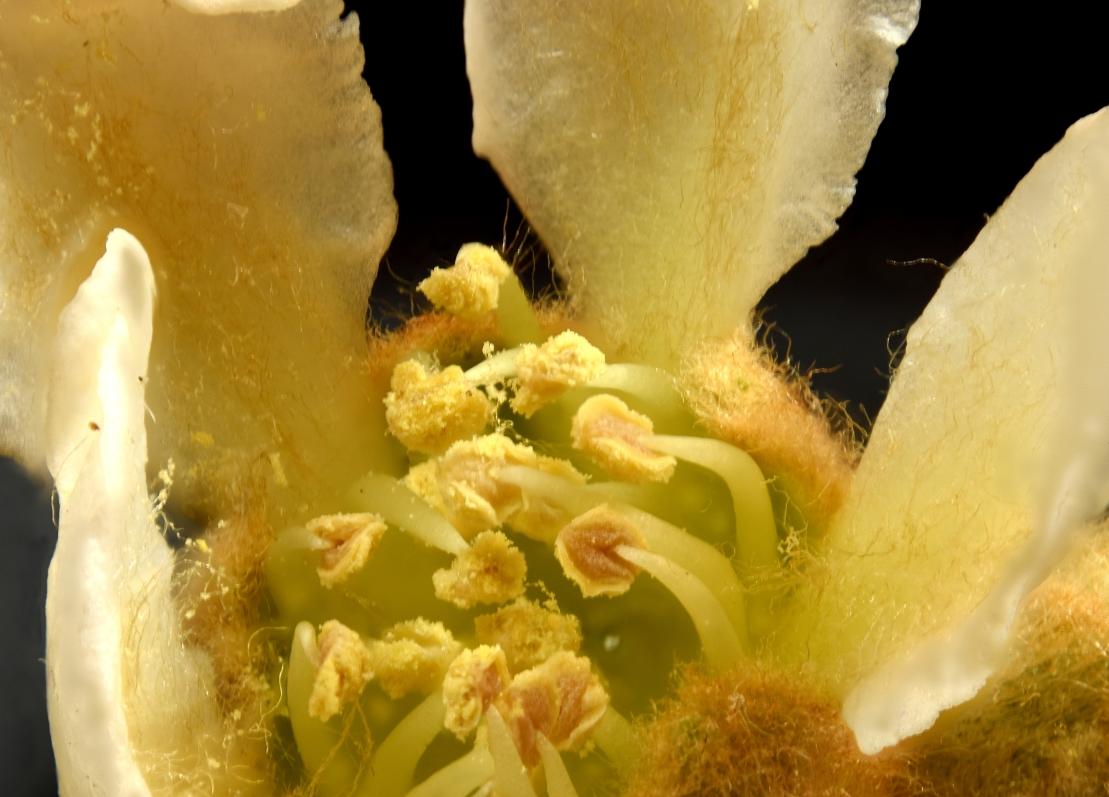 eriobotrya japonica