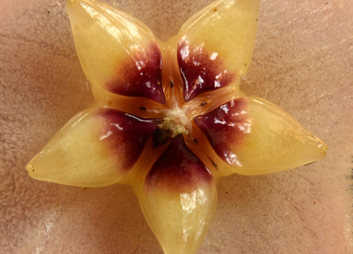 hoya carnosa