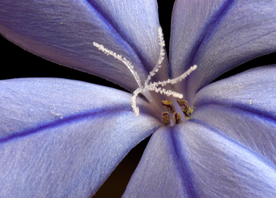 plumbago auriculata