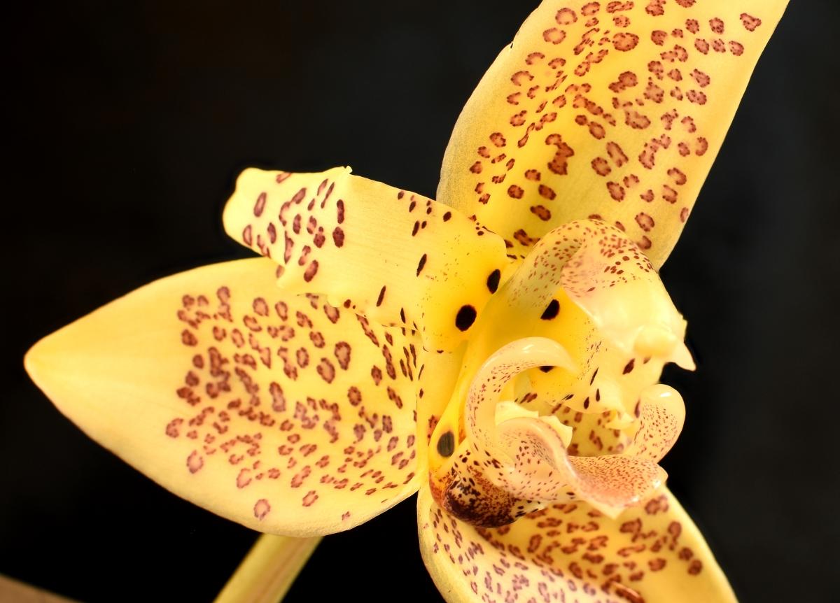 stanhopea oculata