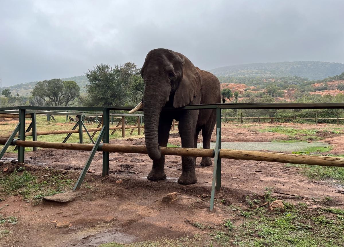 elephant