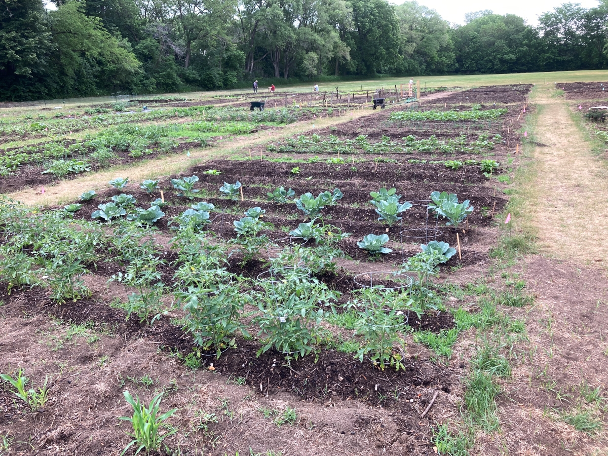 Highland Community Gardens growing