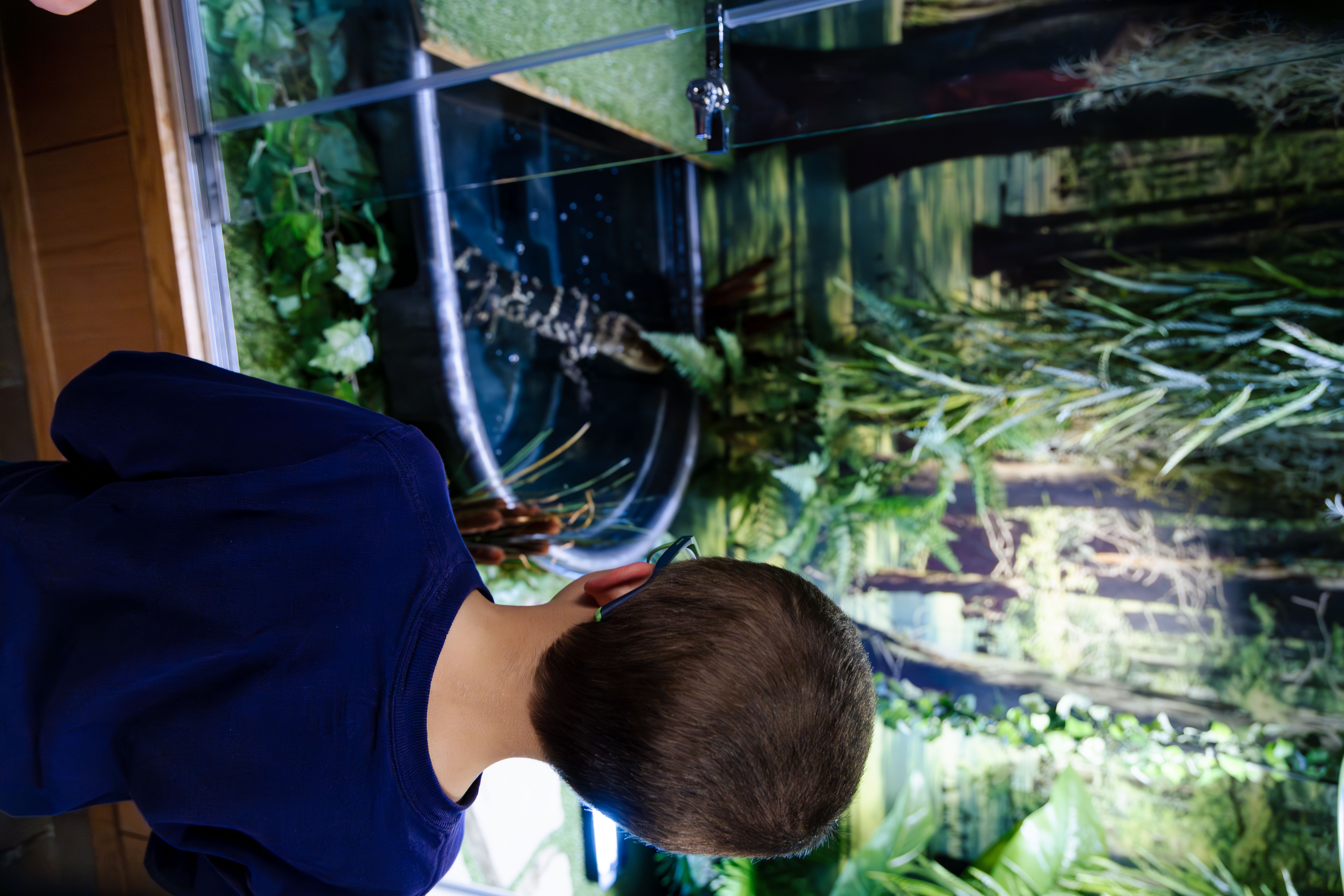 Child watches Wally in his new habitat.