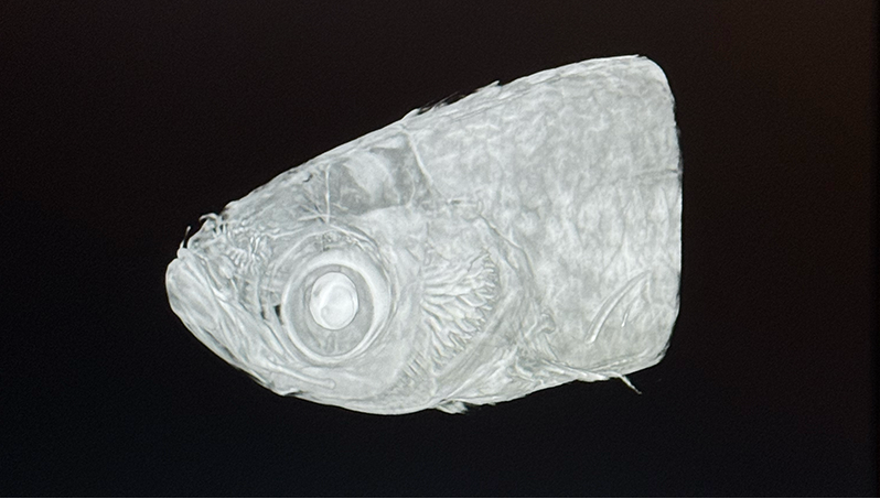 A CT scan of a Zebra Fish, which is a model organism.