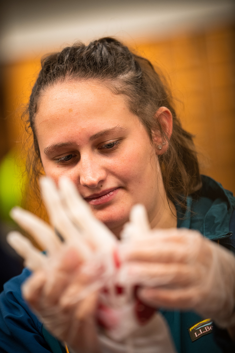 Student working with synthetic cadaver