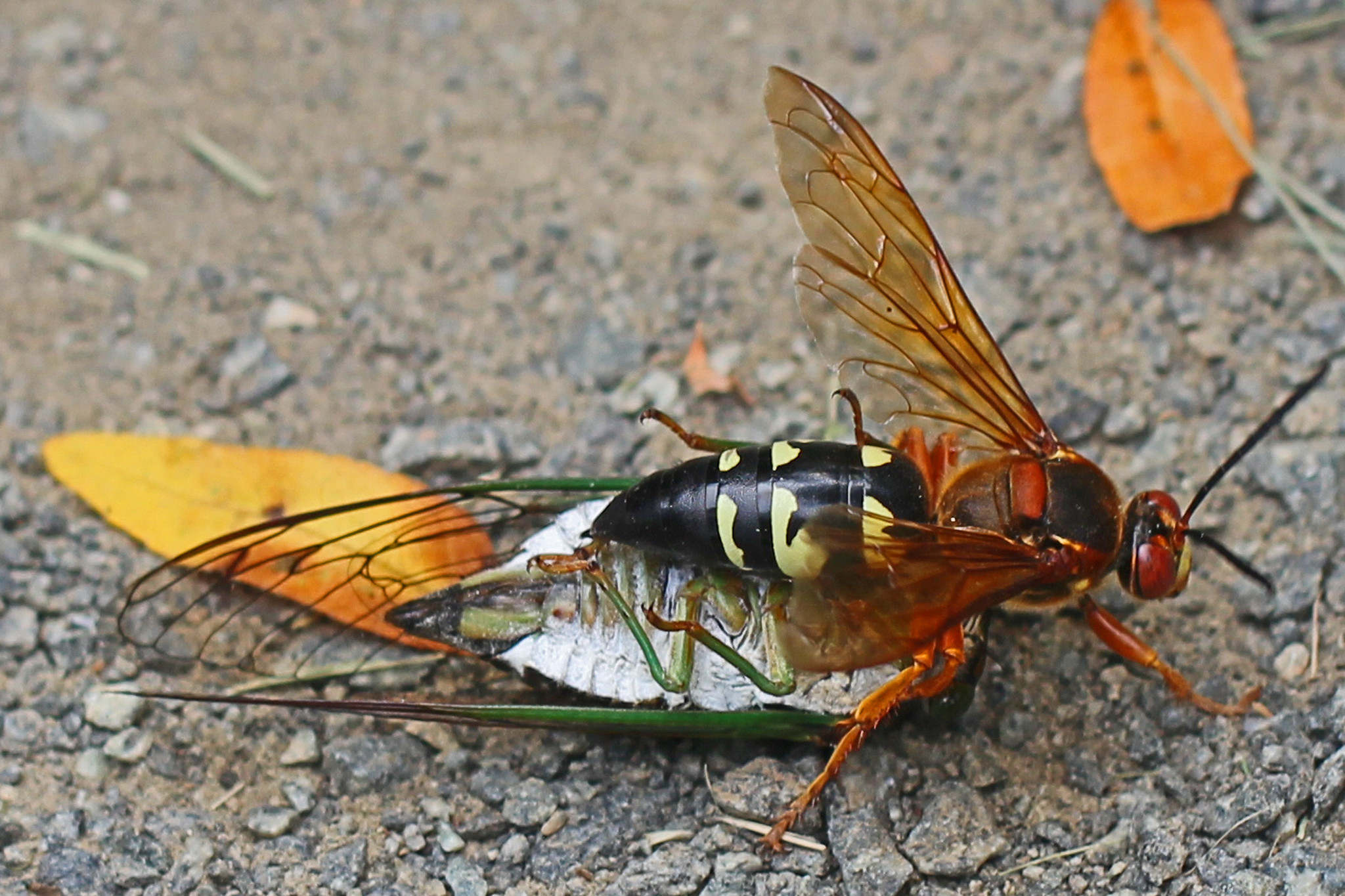 Cicada