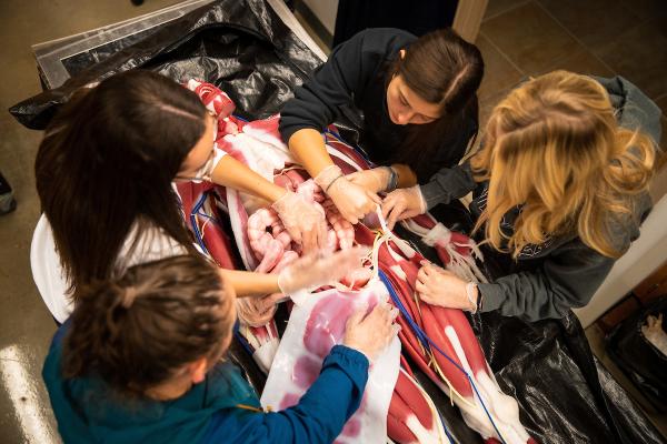 UNI is first in the world with newest synthetic human anatomy models, offering students opportunities for hands on learning