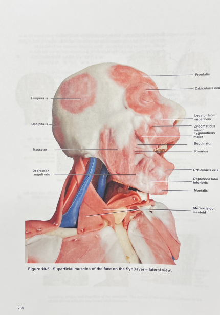 Superficial muscles of the face on the SynDaver, featured in the lab manual written by Mary McDade. 