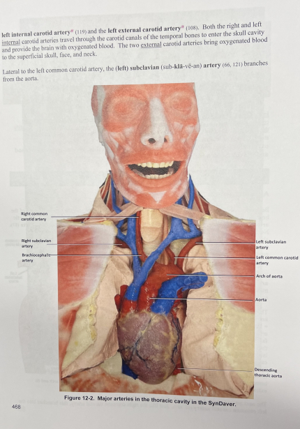 Major arteries in the SynDaver featured in Mary McDade's lab manual.