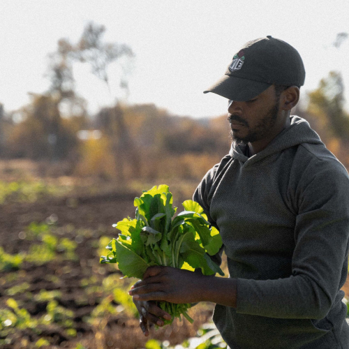 Man harvesting greens.
