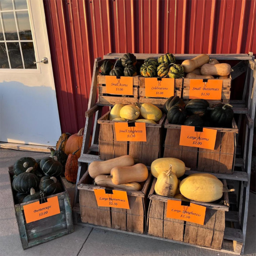 Boxes of squash and pumpkins.