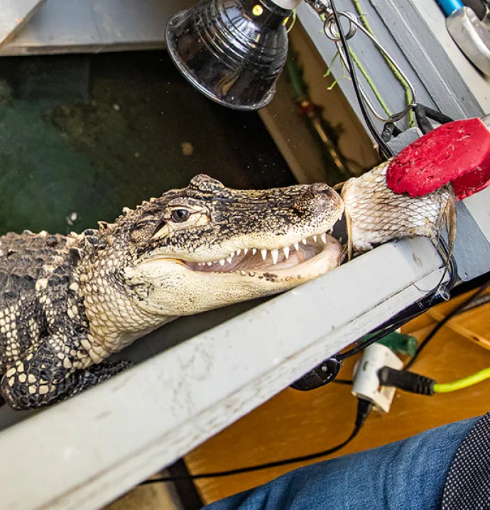 Steve, the American alligator that lives on the University of Northern Iowa's campus.