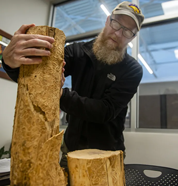 UNI Assistant Director of Campus Services Brian Hadley showcases an ash tree trunk ravaged by the Emerald ash borer.